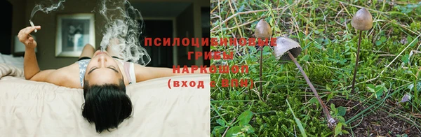 крисы Аркадак